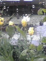 雨の中のチューリップ