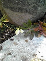 クリスマスローズ