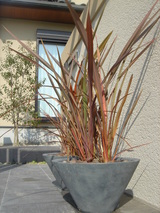 ニューサイラン（新西蘭）