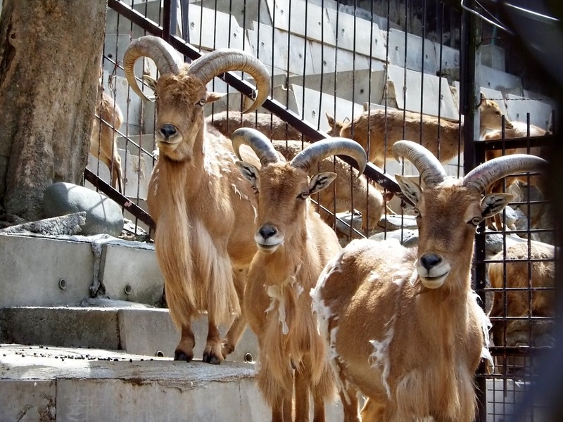 20-180416barbarysheep