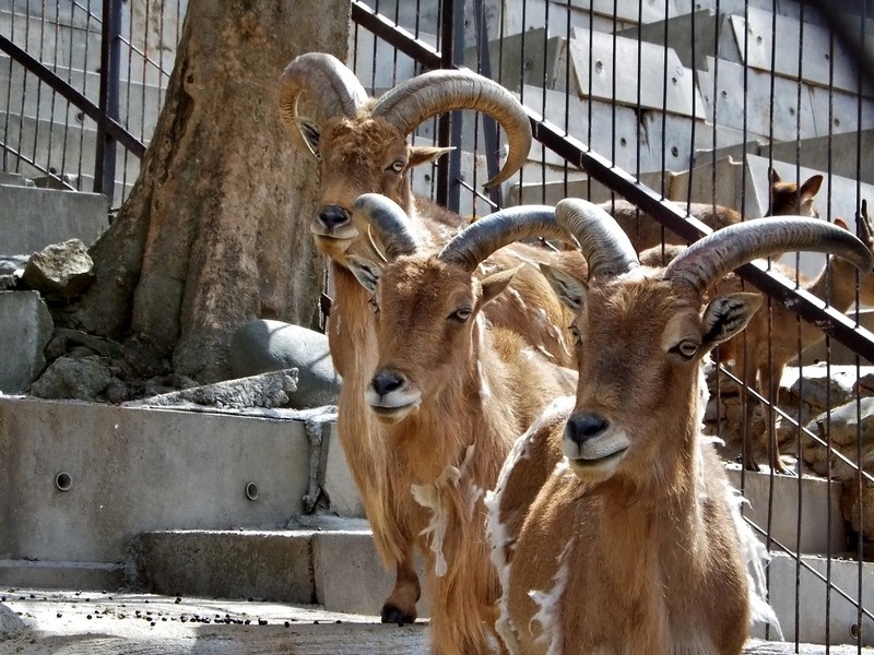 19-180416barbarysheep