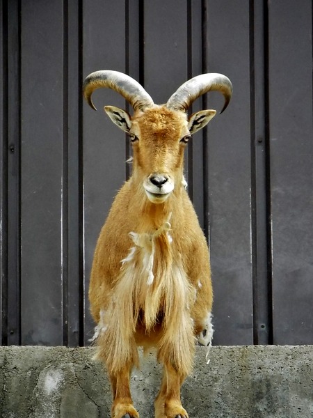 22-180416barbarysheep