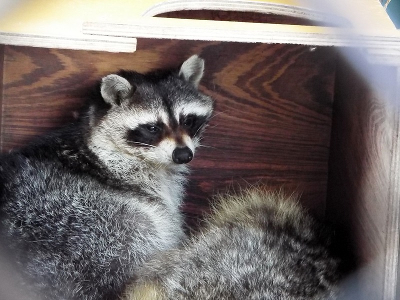 32-180416raccoon