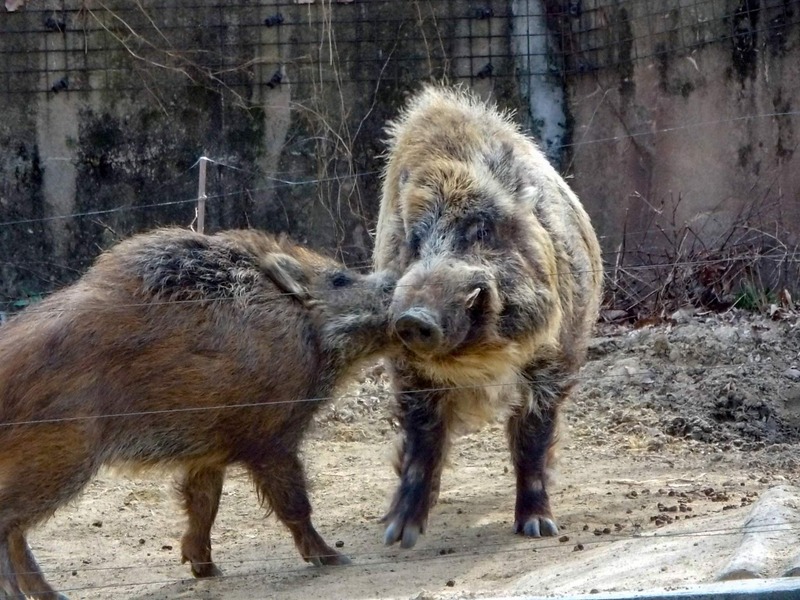 大きくて 優しい 義兄 ～八木山・ニホンイノシシ～ : 孤独と孤高の狭間