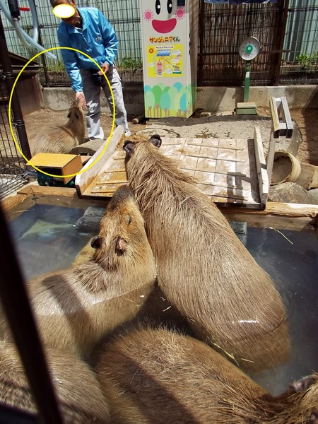 4-180416capybara