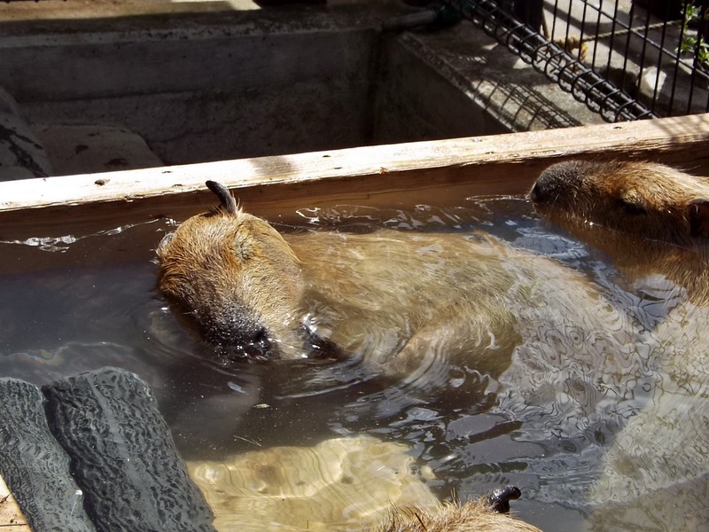12-180416capybara