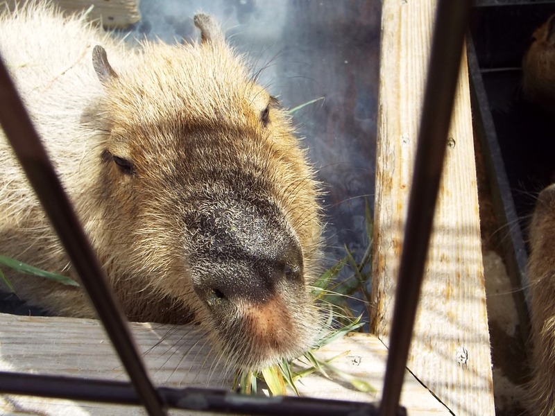 10-180416capybara