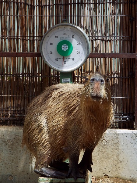 14-180416capybara