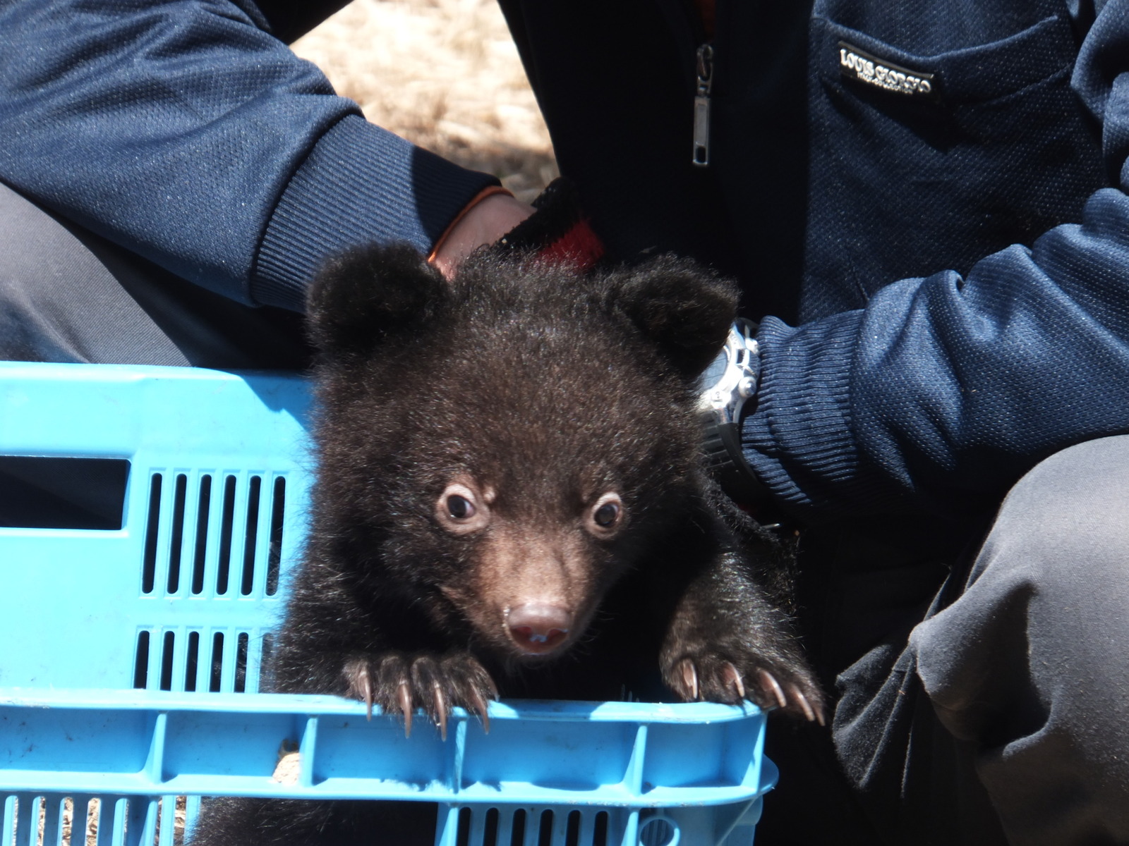 きままな熊 抱きつきアニマル/くまのマックス-3(W520×D400×H680): ラッピング用