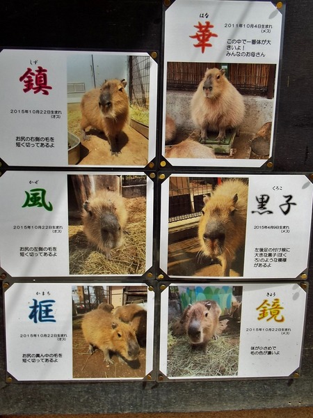 11-180416capybara