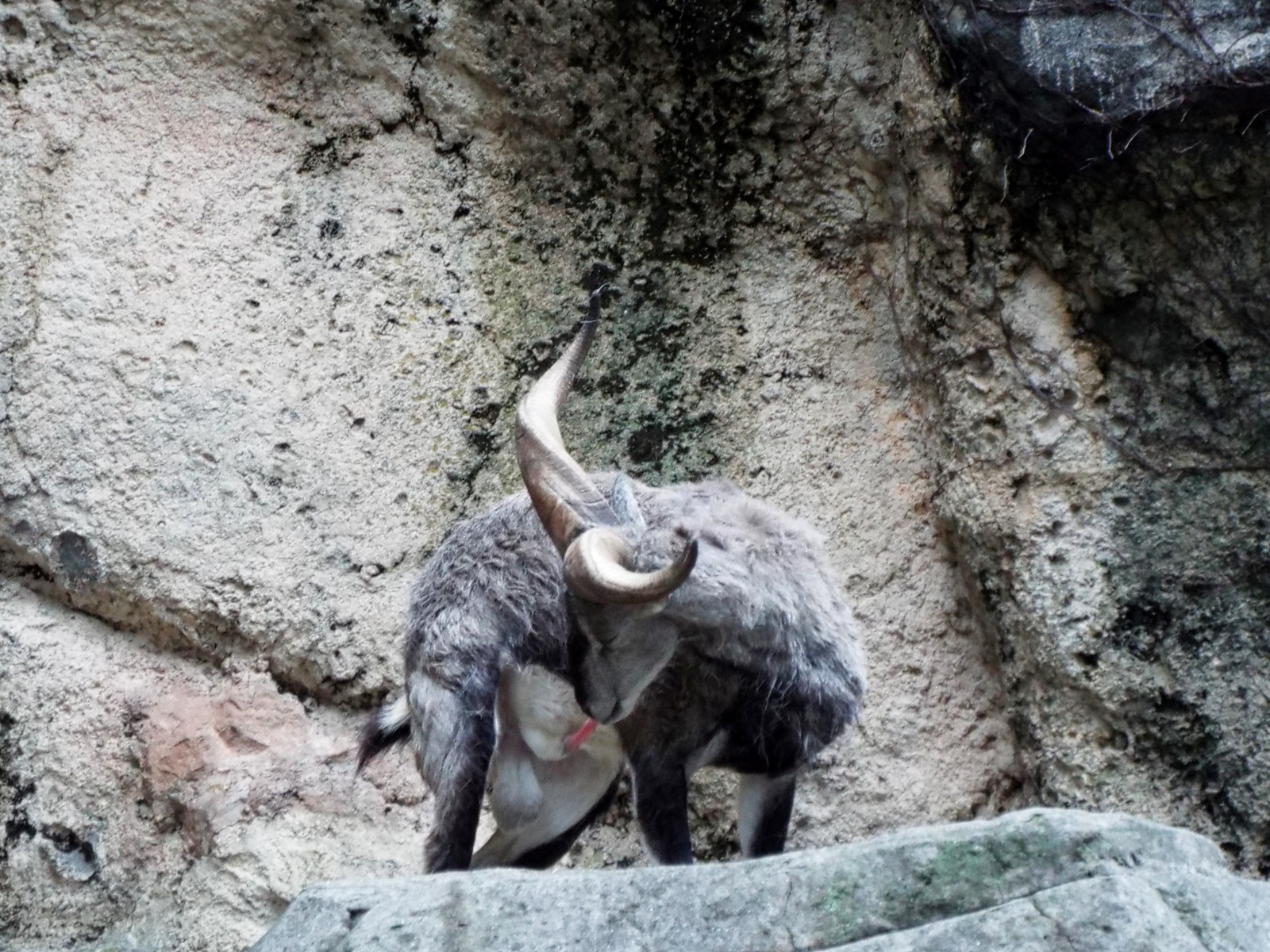 9-1609bluesheep