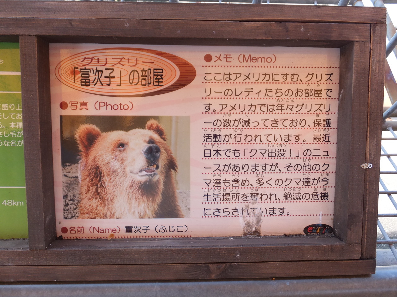 カドリーのグリズリー 2014春 : 孤独と孤高の狭間 其処に羆