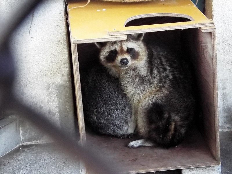 33-180416raccoon