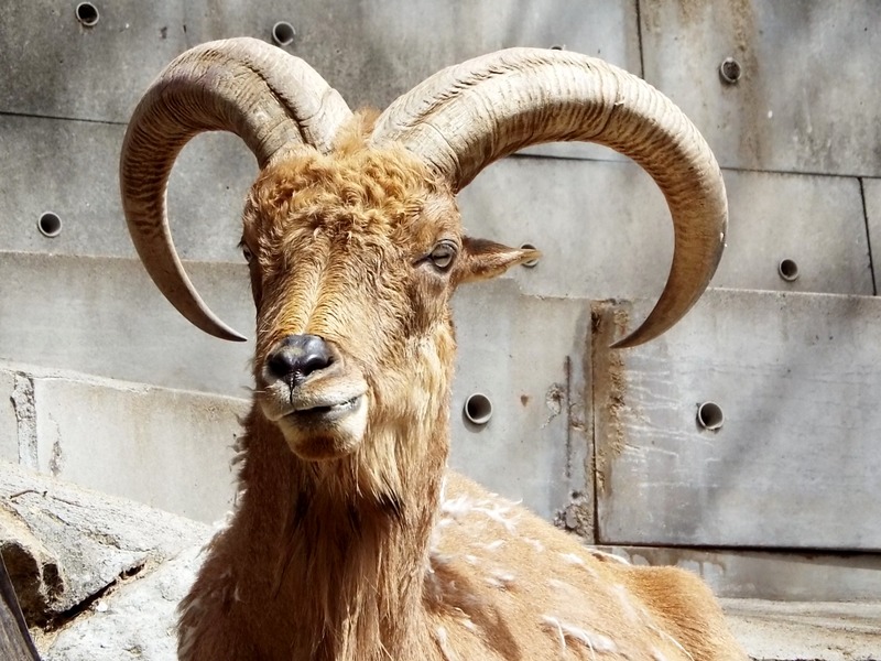 24-180416barbarysheep