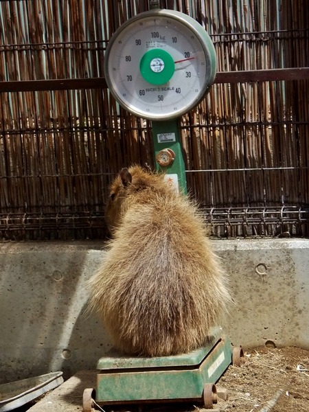 13-180416capybara
