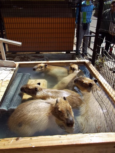 6-180416capybara