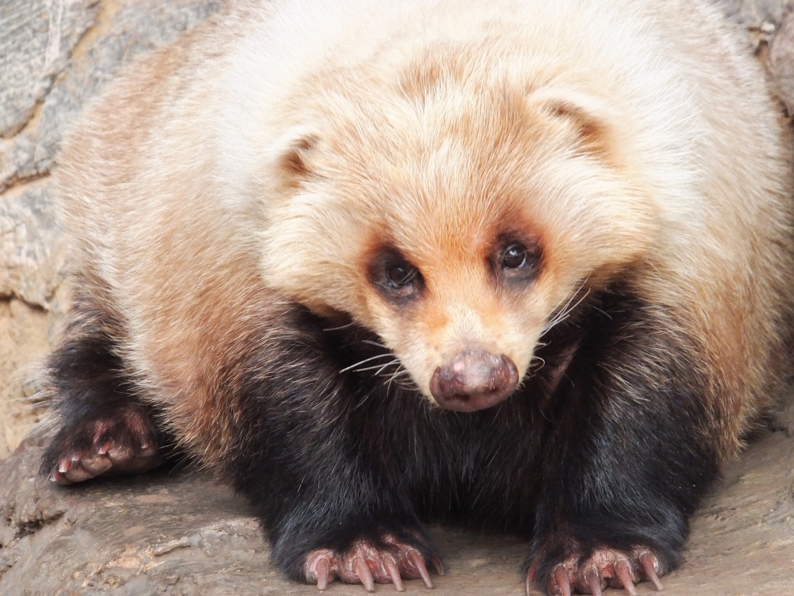 もこもこアナグマさん : 孤独と孤高の狭間 其処に羆