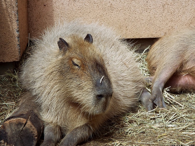 1-180416capybara