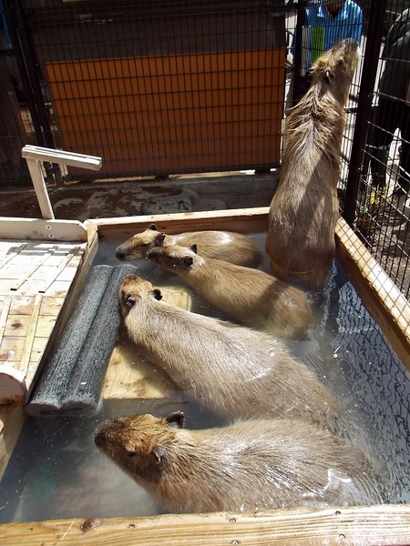 8-180416capybara