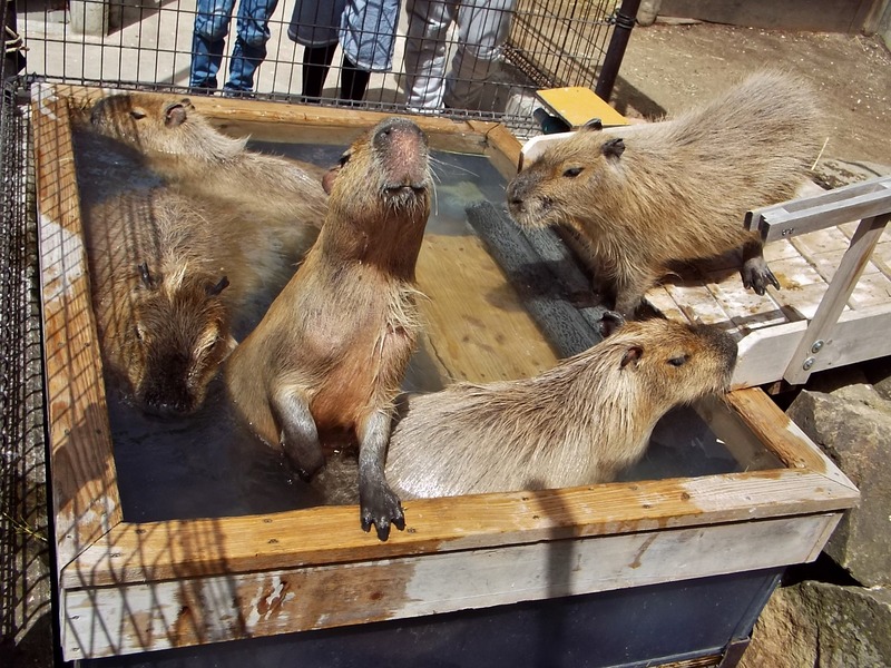 3-180416capybara