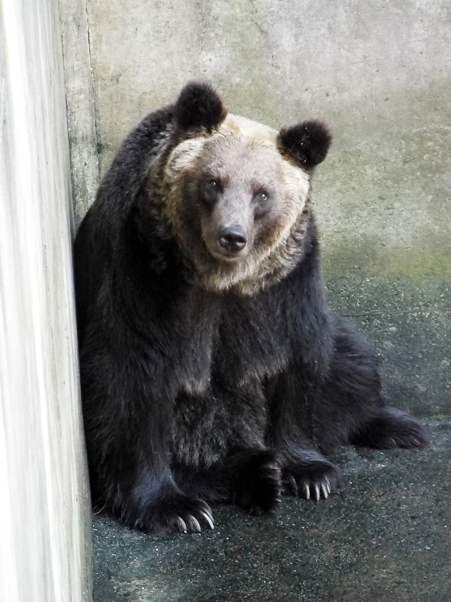水飲み 芦野公園のヒグマたち （2） : 孤独と孤高の狭間 其処に羆