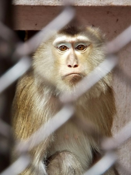 28-180416pigtailedmacaque