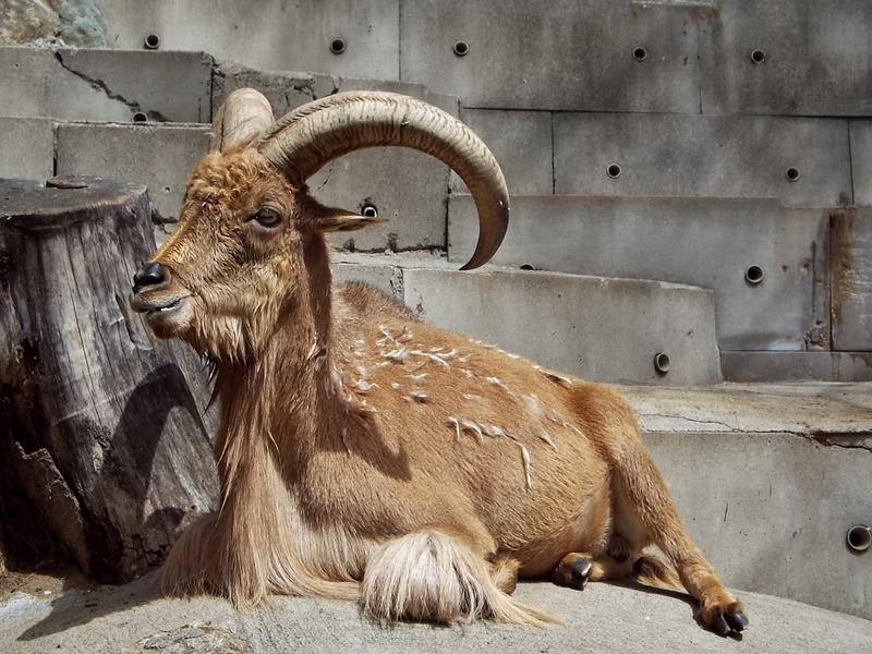 23-180416barbarysheep