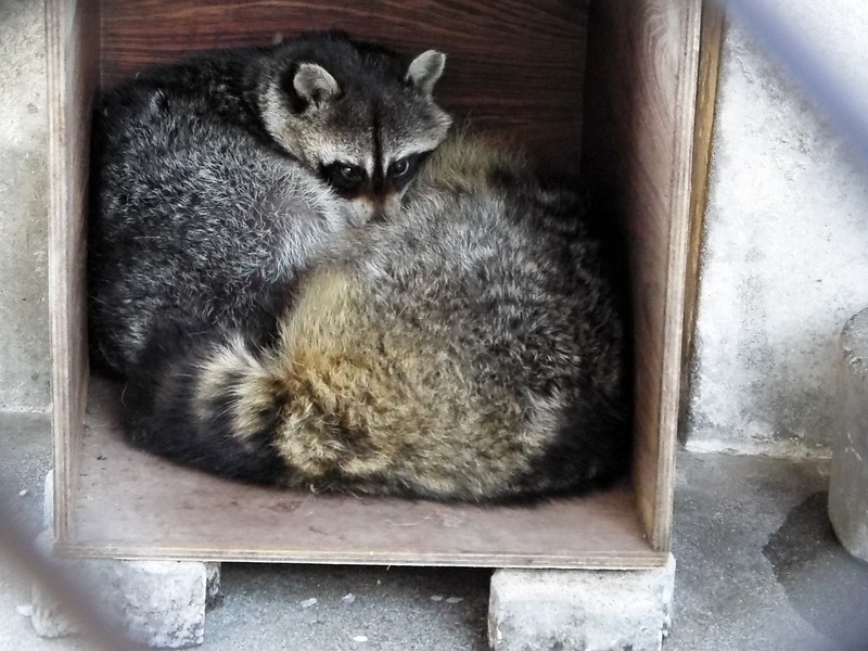 31-180416raccoon