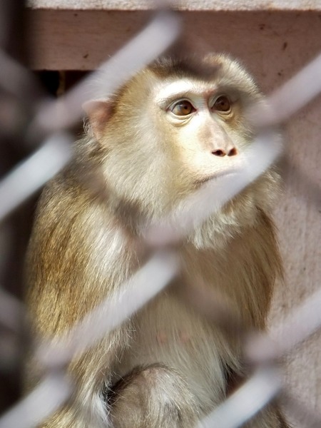 29-180416pigtailedmacaque