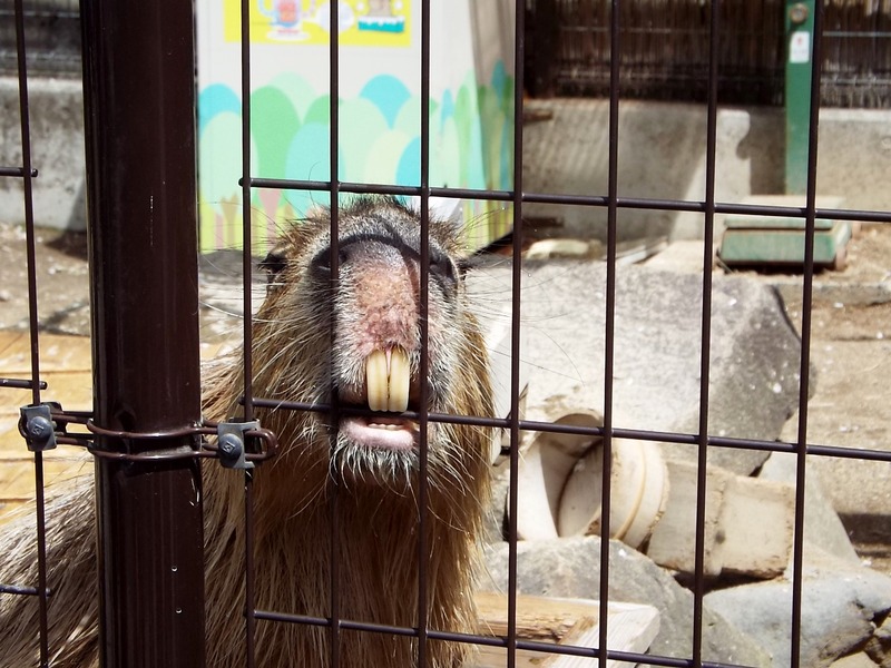 9-180416capybara