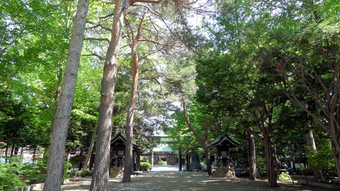 琴 参道これ