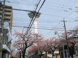 五稜郭タワー前の桜並木