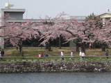 五稜郭公園に面した六花亭の裏はほぼ満開