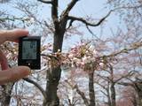五稜郭公園の桜はもう少しで満開