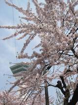 函館で一番早く見所を迎えた桜
