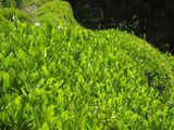 お茶摘み