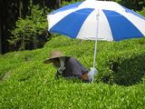 お茶摘み