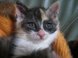 捨て猫