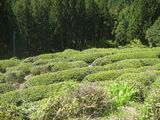 お茶の葉