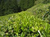 お茶の葉
