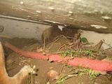 コッコォの狩