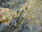 IMG_1401