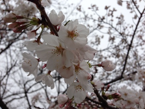 sakura__