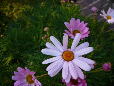 P1070314