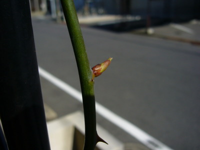 P1070316