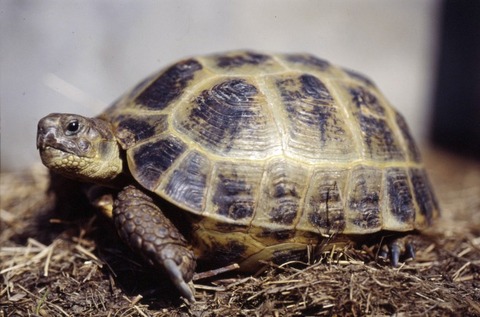 testudo-horsfieldii-ヨツユビリクガメ
