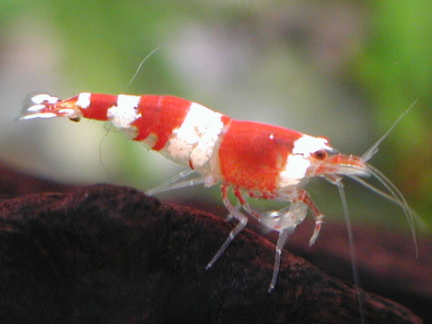 レッドビーシュリンプ bee shrimp