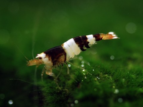 レッドビーシュリンプbee shrimp