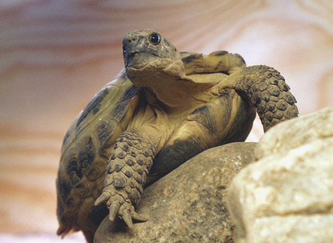 Testudo Horsfieldii ヨツユビリクガメ