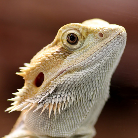 フトアゴヒゲトカゲPogona vitticeps